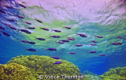 Simplicity, a school of fish on the passage through to th... by Vince Thornton 